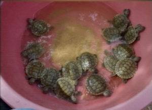 Turtle-14-09-16-3-copy